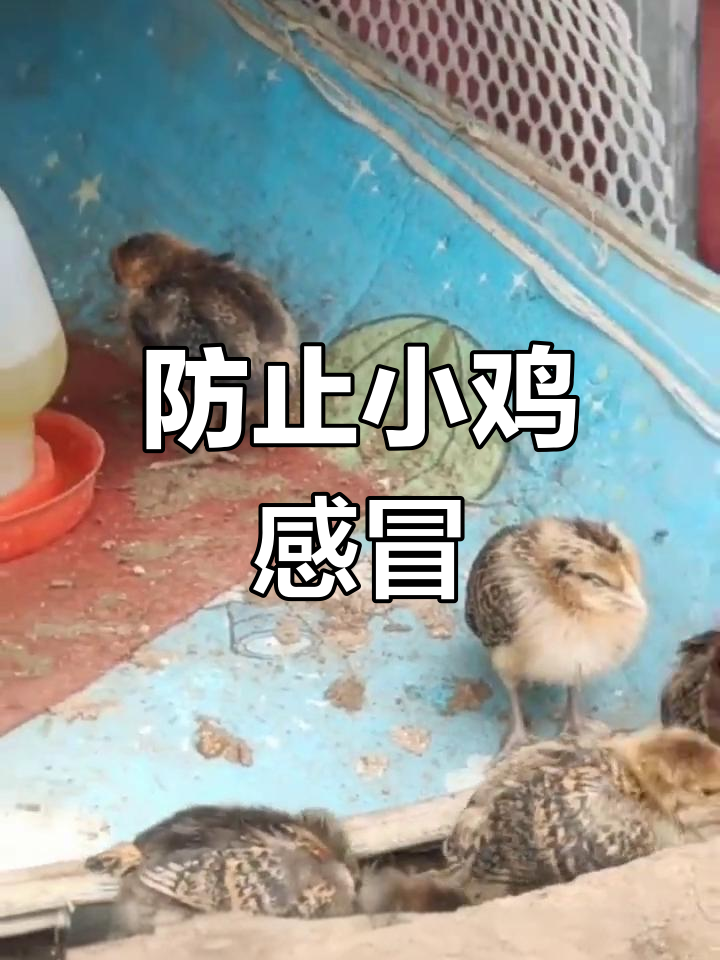 小鸡感冒症状与防治方法,温度提升是关键