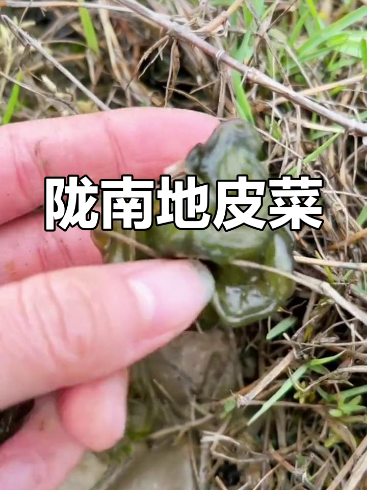 甘肃陇南的地皮菜与地木耳,美味又独特