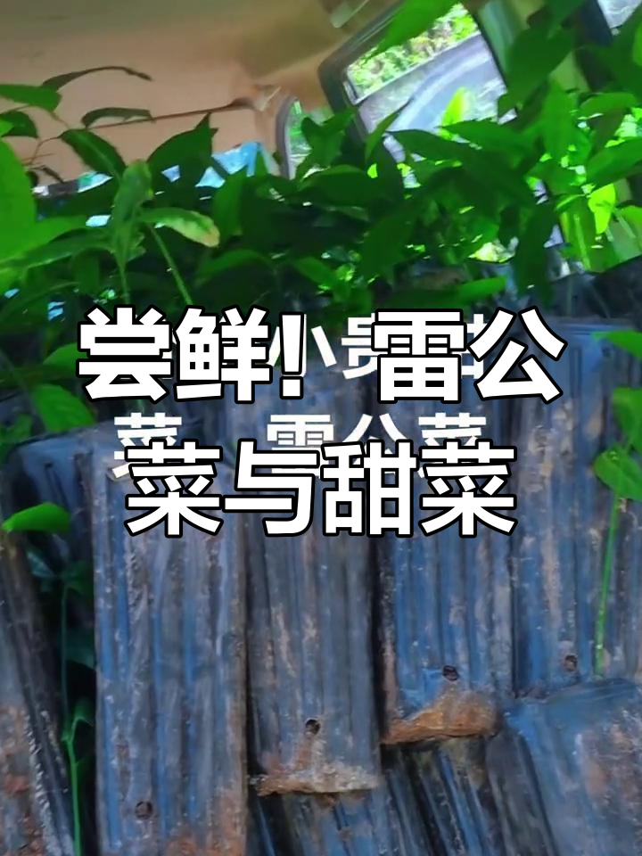 雷公菜与甜菜的独特风味,价格虽高但值得尝试
