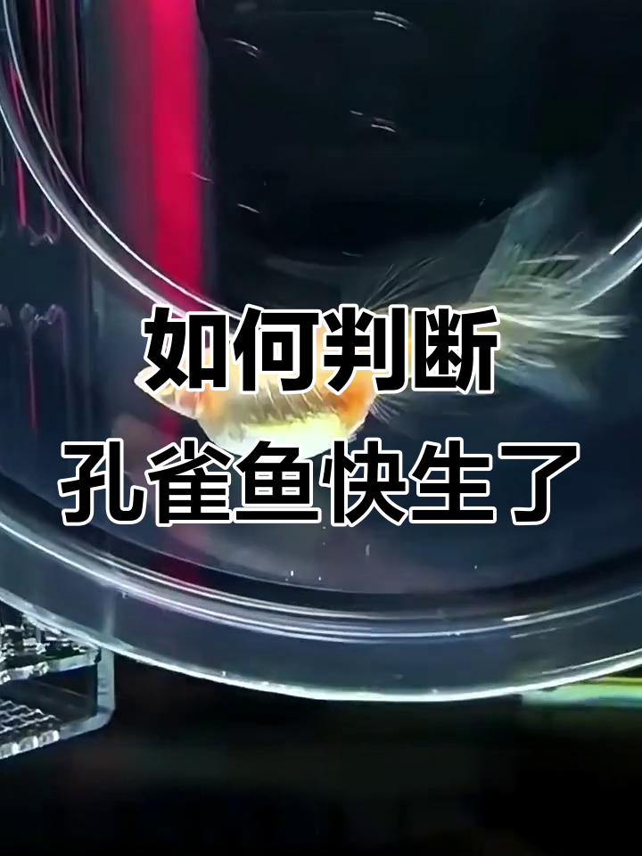 孔雀鱼生产前的征兆,如何判断母鱼是否即将分娩