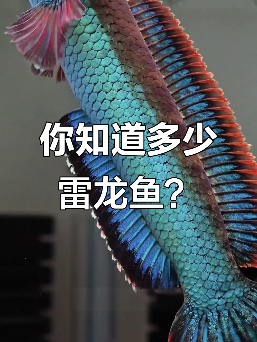 16种雷龙鱼大揭秘,你认识几种?价格差距竟然这么大!