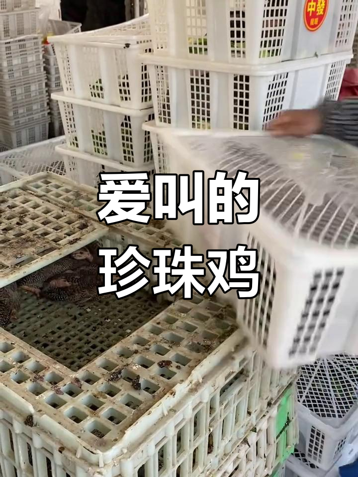 珍珠鸡爱叫,公母体型差异大