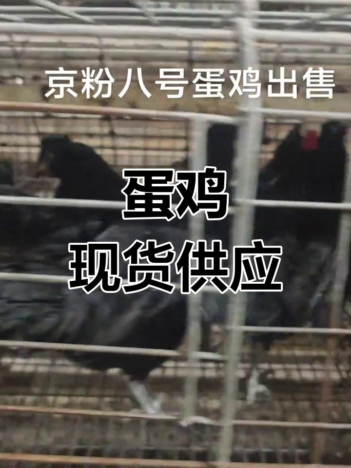 京粉八号蛋鸡,现货供应!