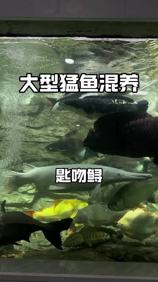 史前活化石-匙吻鲟，在地球上生存了3亿年的古老鱼类