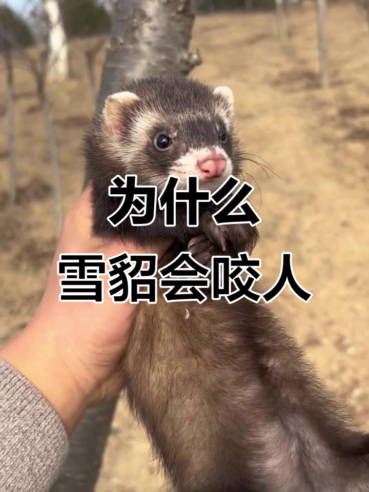 雪貂咬人原因大揭秘,如何训练它们更亲人
