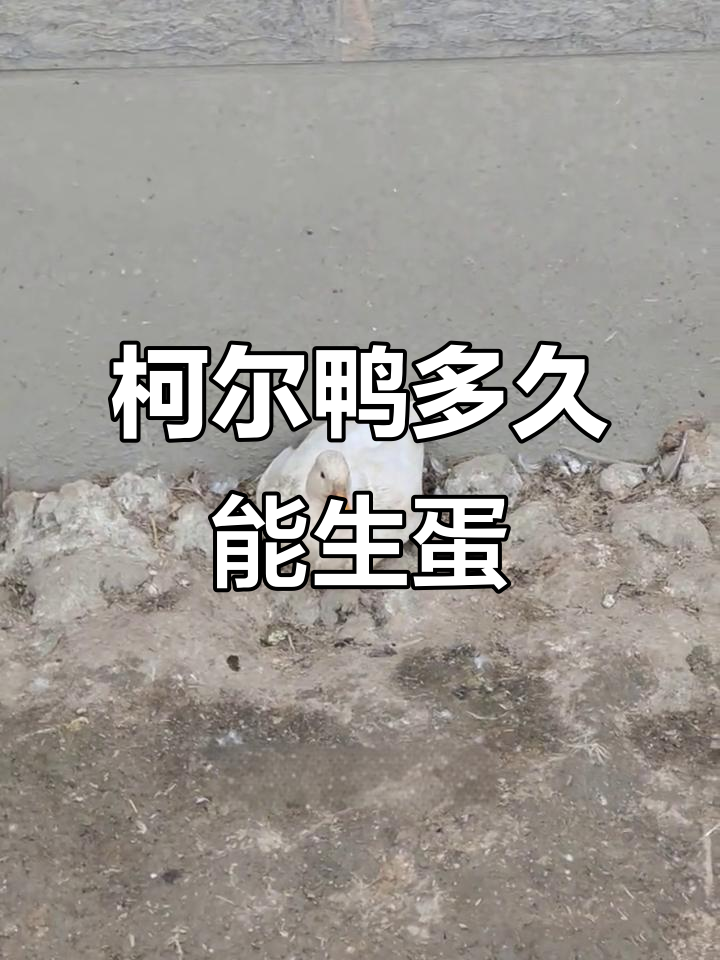 柯尔鸭下蛋时间揭秘,五到八个月不等
