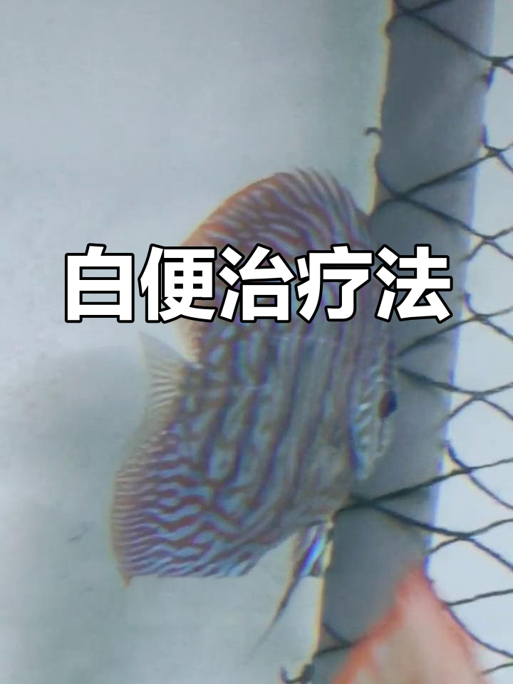 七彩神仙鱼白便空心便治疗方法