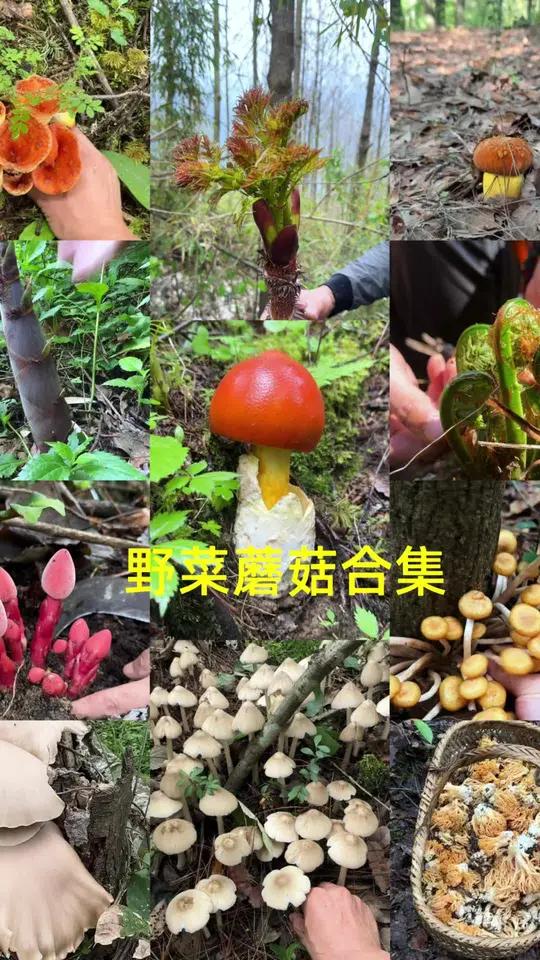 体验四川人的乐趣,从春天的野菜到夏天的蘑菇,有没有你感兴趣的
