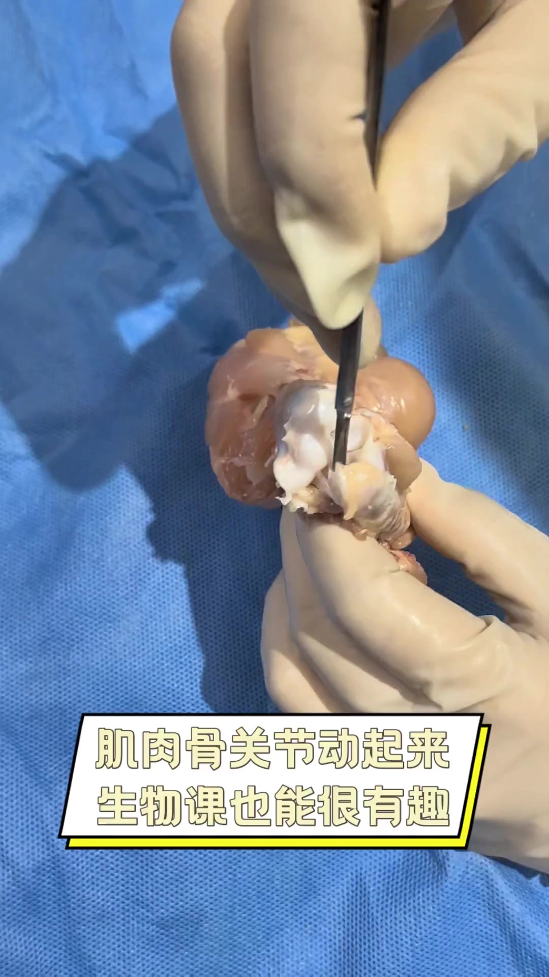 肌肉骨关节动起来,生物课也能很有趣