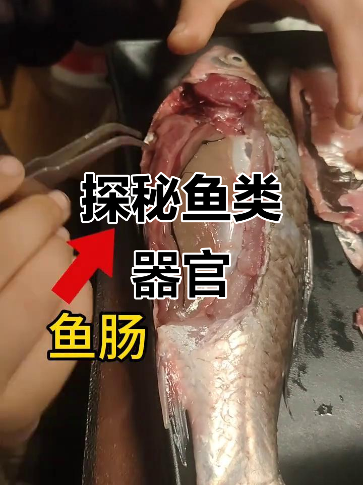 带你了解鱼类的内部结构,心脏、脾脏一应俱全