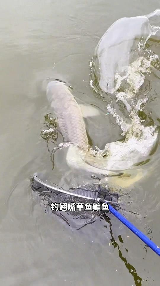 夜钓野钓 怎么做爆米花 奶油甜味爆米花 这个季节钓翘嘴草鱼还是用玉米打窝效果好