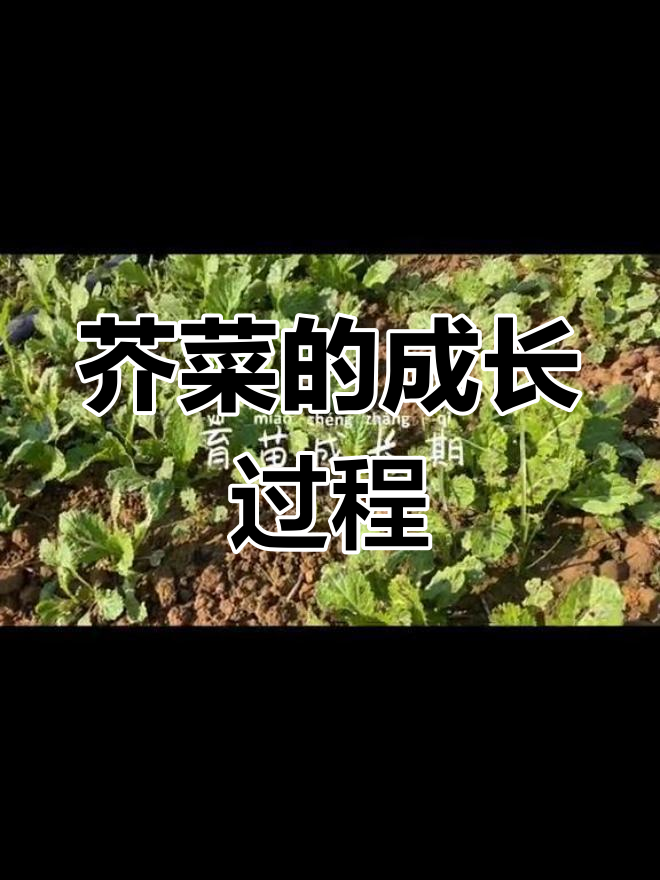 芥菜从育苗到成长的全程记录