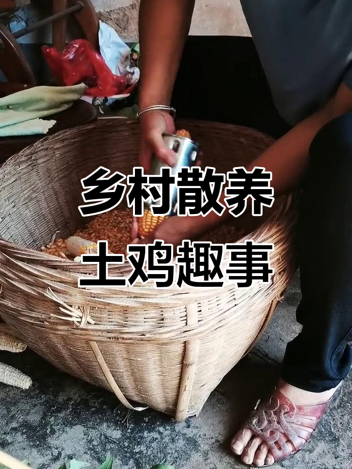 农村散养土鸡的日常,老公不在家也能搞定一切