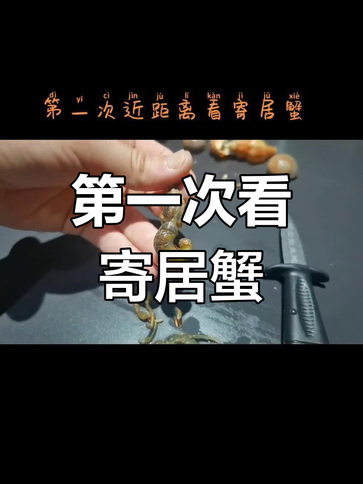 寄居蟹解剖揭秘:皮皮虾头与螺身体的奇妙组合