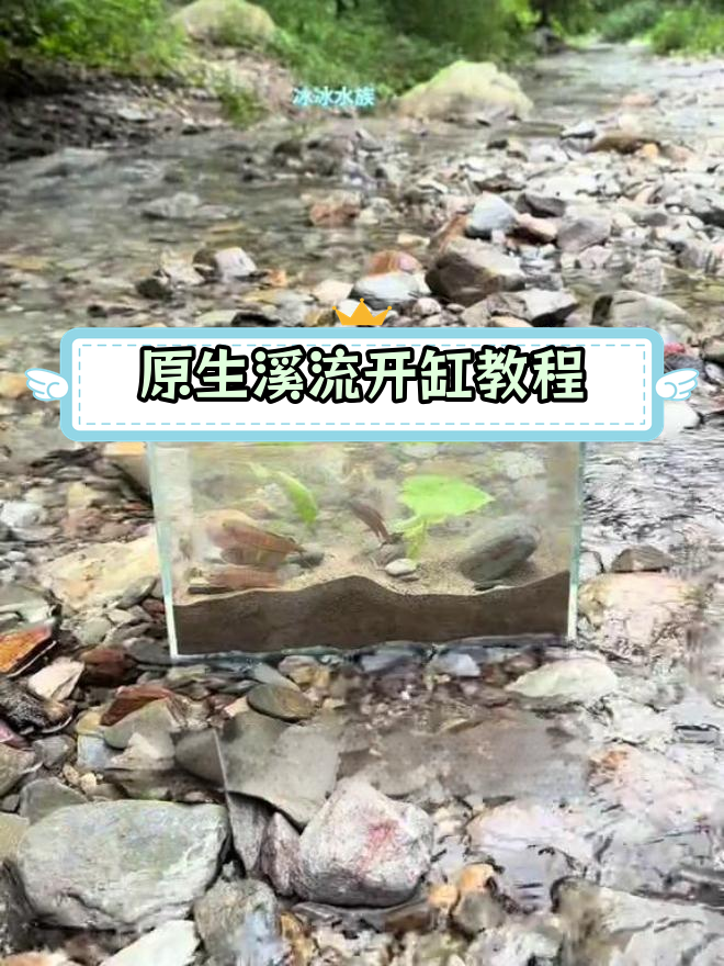 打造原生溪流鱼缸,轻松造景