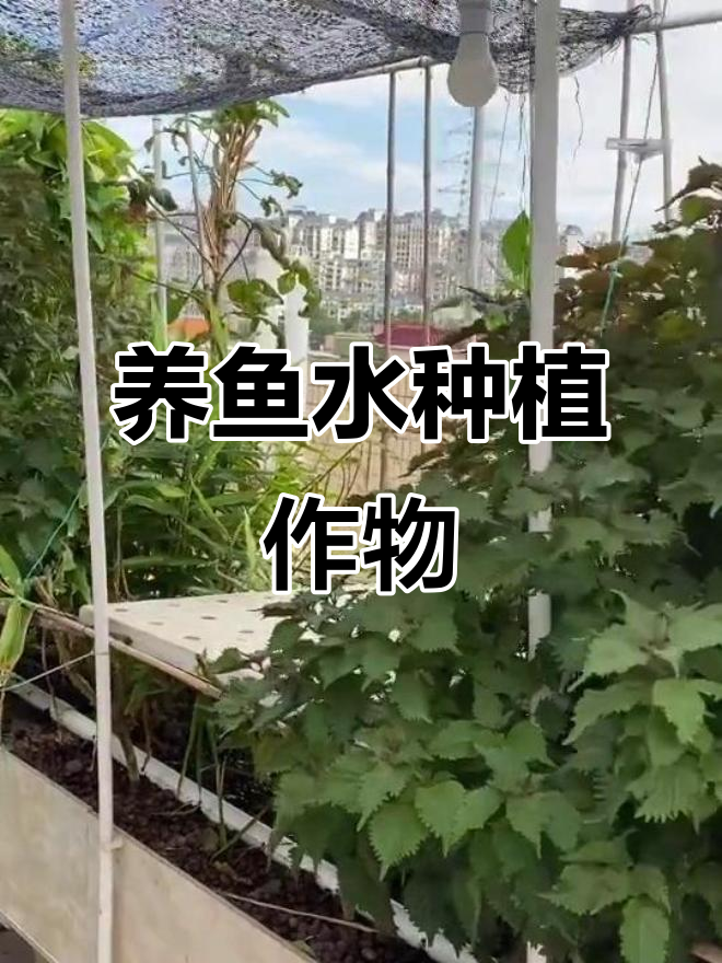 养鱼水种菜,无土栽培更环保