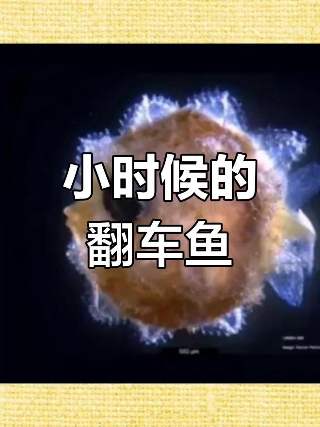 翻车鱼从小萌到大,成长过程超有趣!