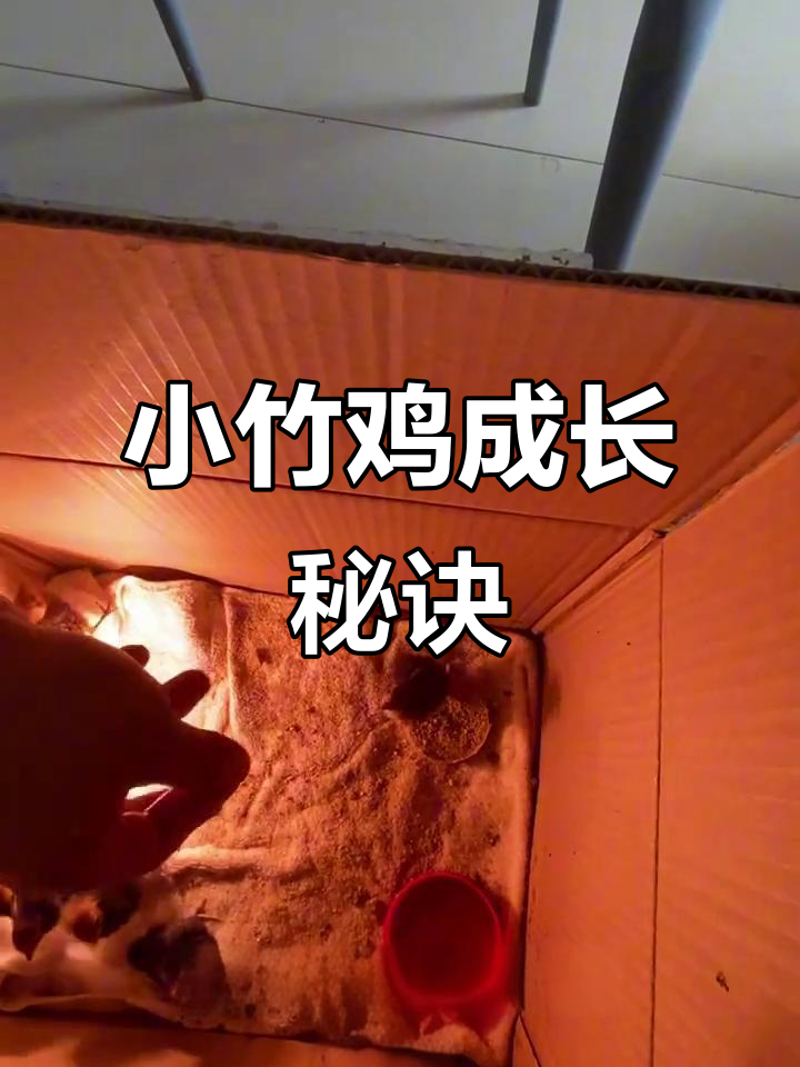 养殖小竹鸡,脱温期后成长更顺利