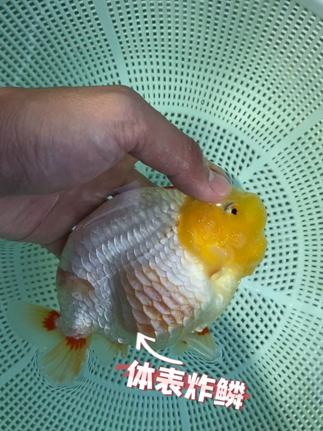 金鱼体炸鳞的治疗方法