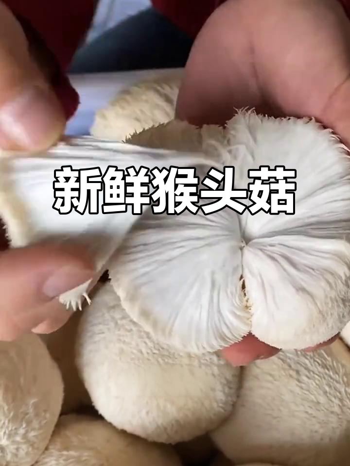新鲜猴头菇,口感鲜美,做法简单,值得一试!