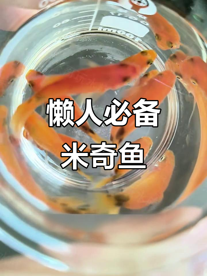 米奇鱼:超易养的神奇观赏鱼,每月都能生一窝小鱼苗