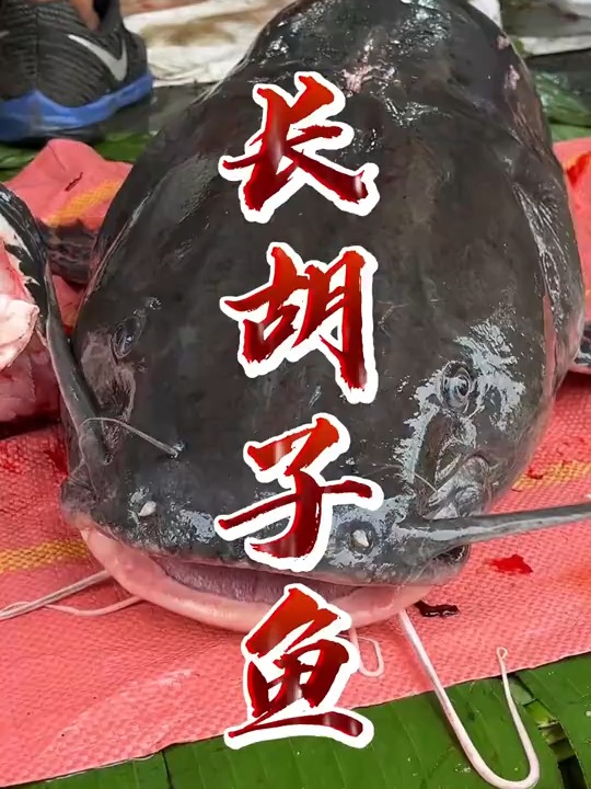 年年有余-最爱吃的澜沧江大鱼-长胡子鱼 重达35斤的长胡子鱼