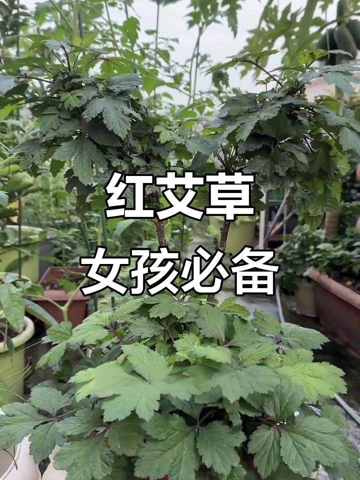 女生必种!红艾草的多种吃法与健康益处