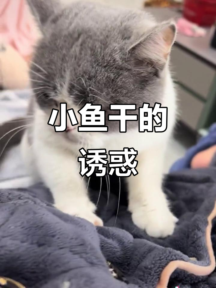 看你那表情,按完就给小鱼干,别不高兴了!