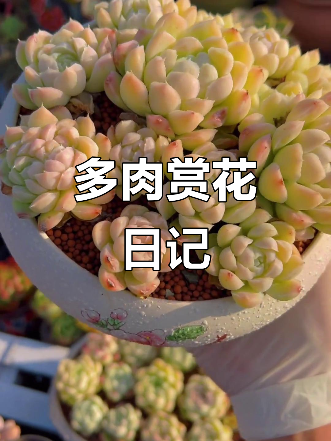 冬日暖阳下的多肉美景,草莓柠檬与白月影的完美搭配