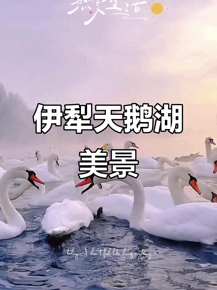 新疆伊犁天鹅湖:云雾中的美丽仙境