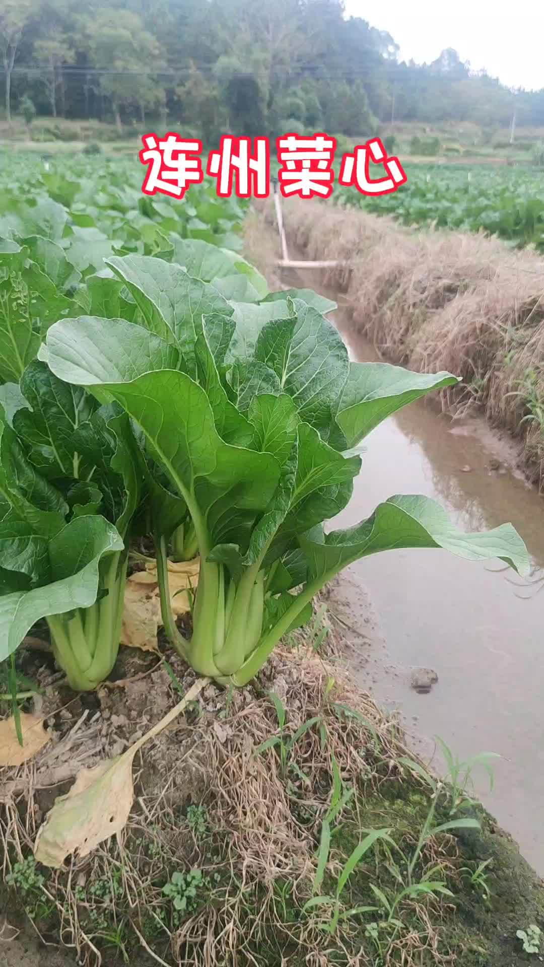 优质农产品 连州菜心 三农