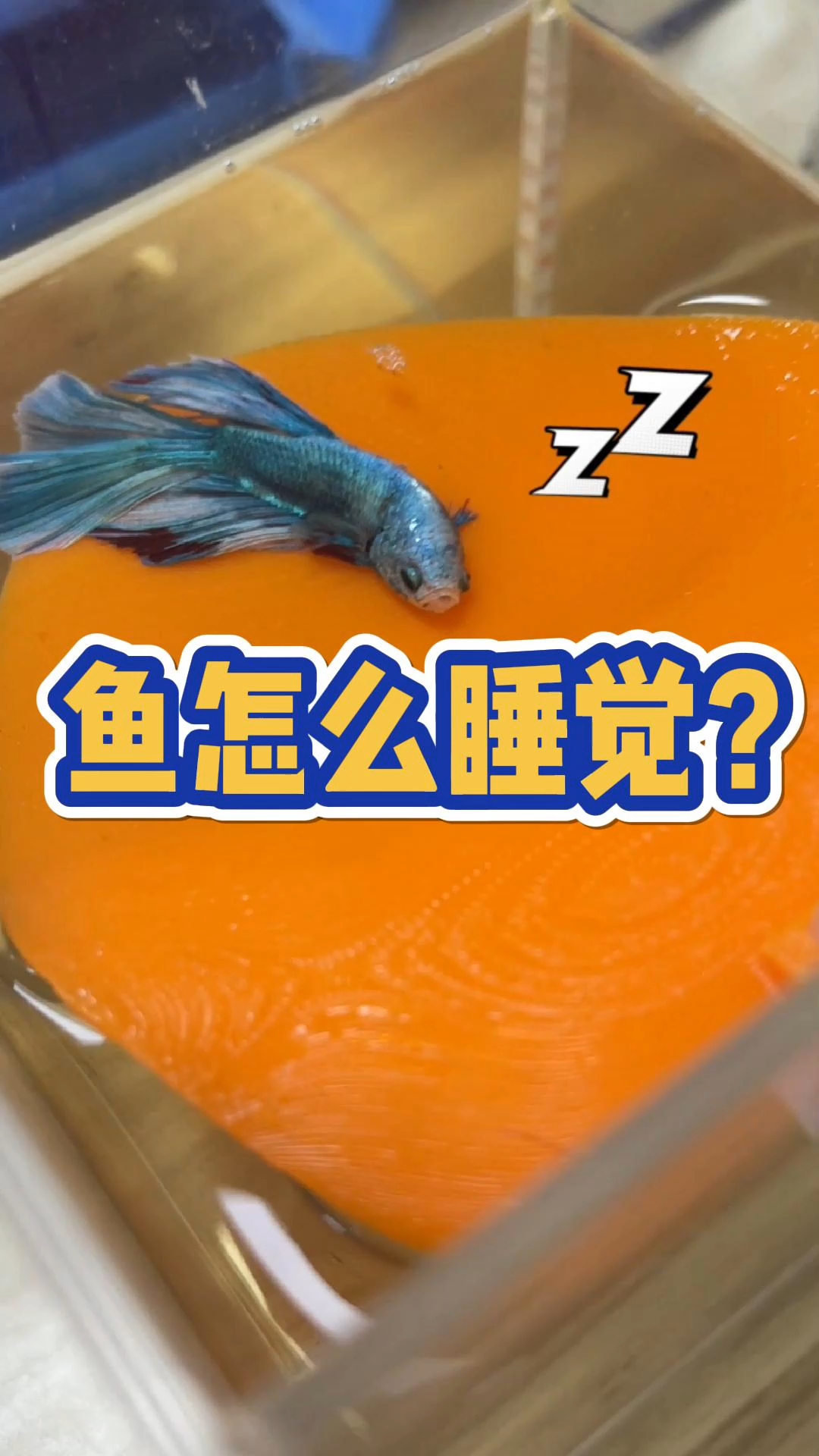 鱼都是怎么睡觉的?详细为您解答