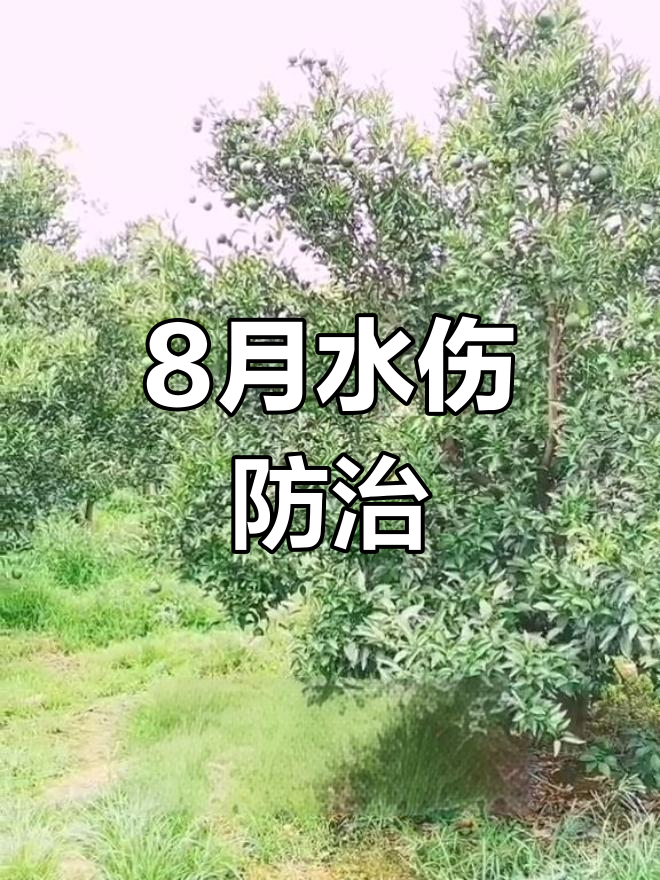 八月份柑橘褐腐病防治要点