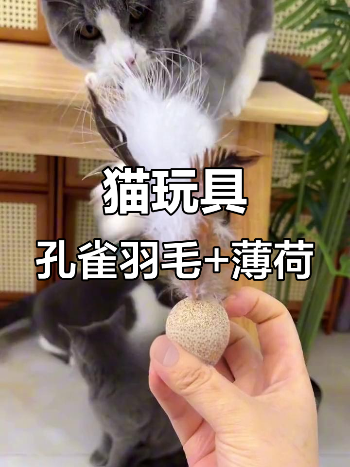 孔雀羽毛与薄荷球结合,猫咪玩得不亦乐乎