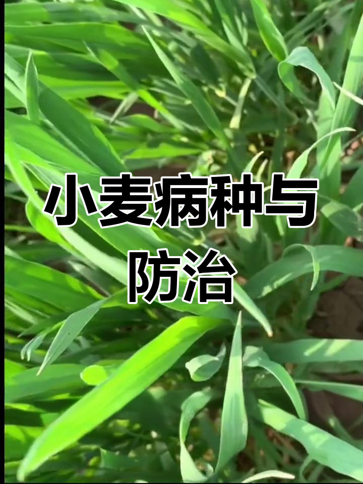 小麦常见病害及防治方法,保产量必看!
