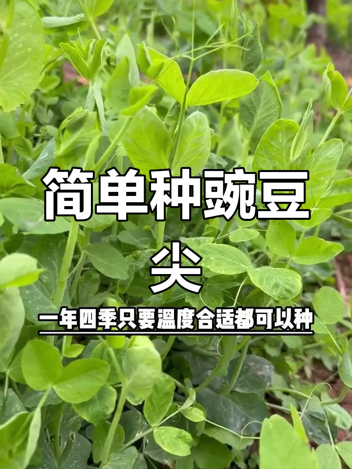 豌豆苗种植技巧,轻松上手,快速收获美味蔬菜