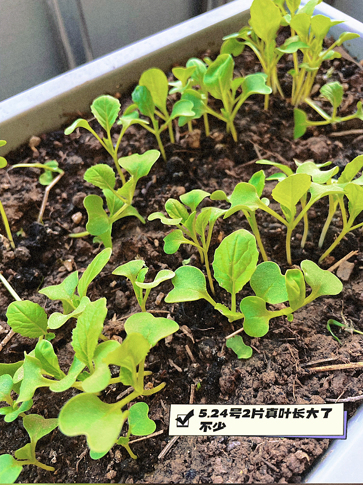 记录油菜的生长