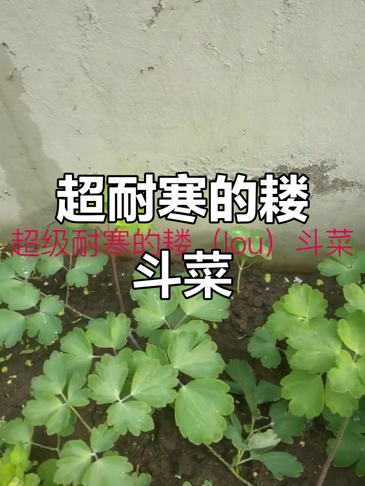 耐寒耧斗菜:零下四十度也能开花,冬季无需特殊照顾