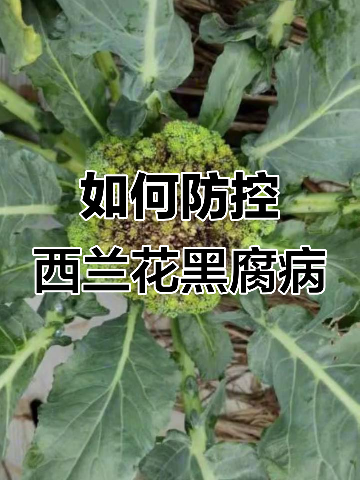 西兰花黑腐病防治全攻略,轻松应对细菌性病害