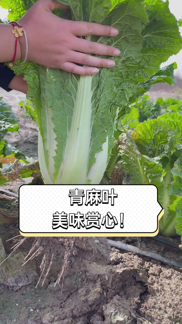 青麻叶美味赏心！