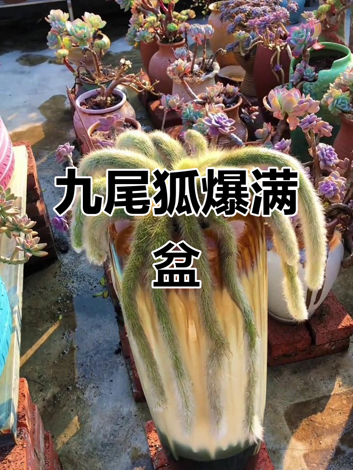 2023年3月九尾狐多肉爆盆记：成长超快