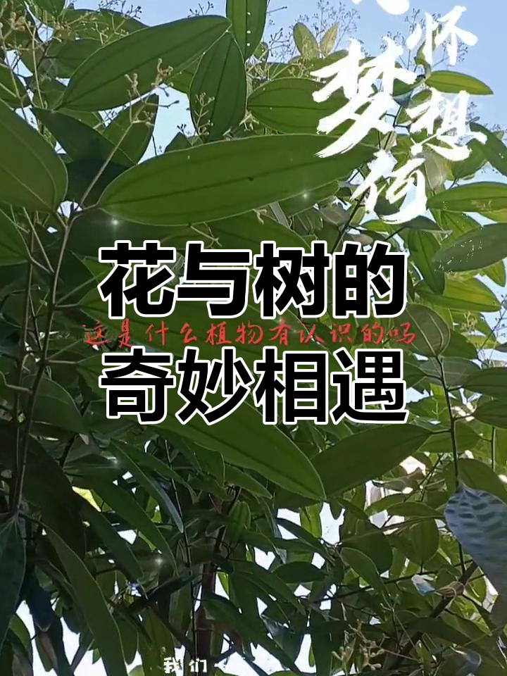 见过肉桂花吗?它和无花果其实是两种植物哦!