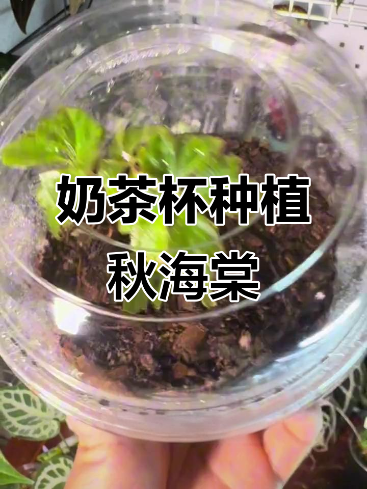 用奶茶杯种秋海棠,打造个性植物容器