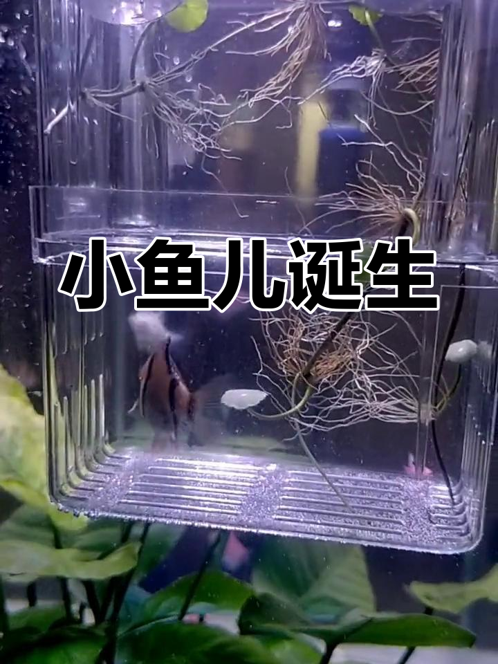虎皮鱼成功繁殖