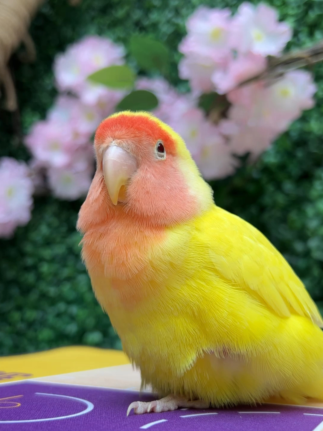 牡丹鹦鹉的叫声