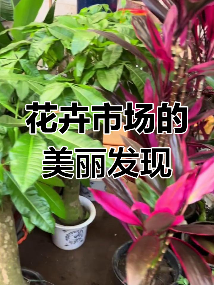 花卉市场探秘:多肉组合盆栽与微缩景观的魅力