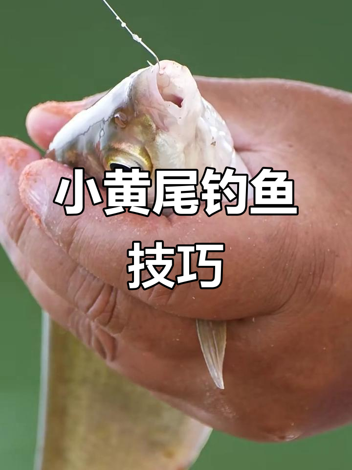 黄尾嘴小怎么钓?掌握这些技巧轻松上手