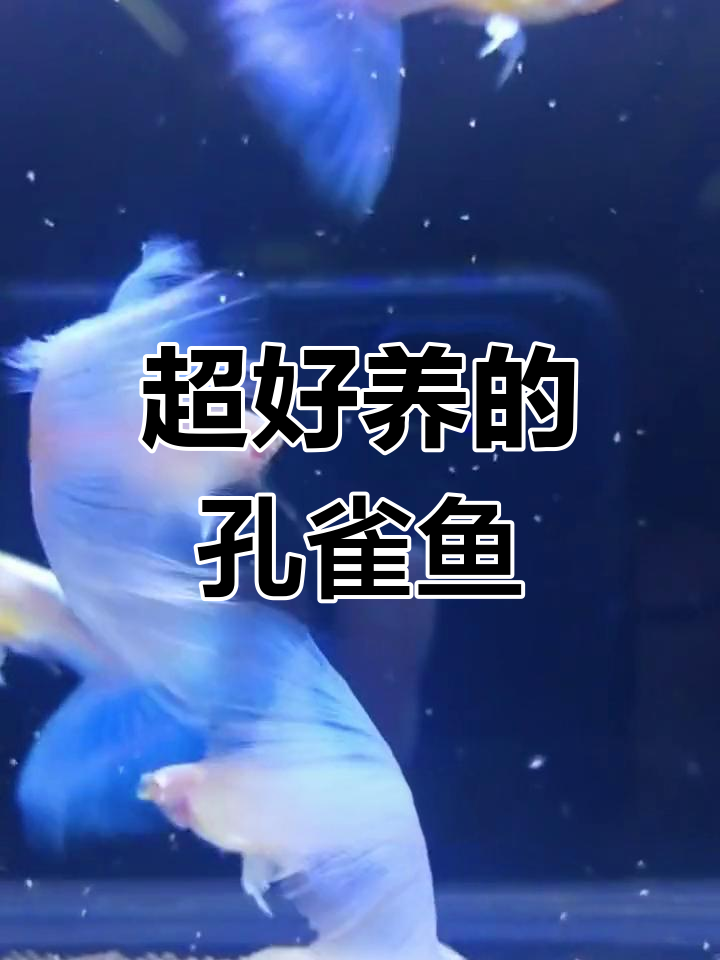 天空蓝孔雀鱼:超易养,爱生娃,新手懒人必备