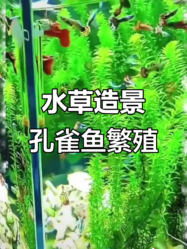 蜈蚣草助力孔雀鱼爆缸，轻松养水不费力