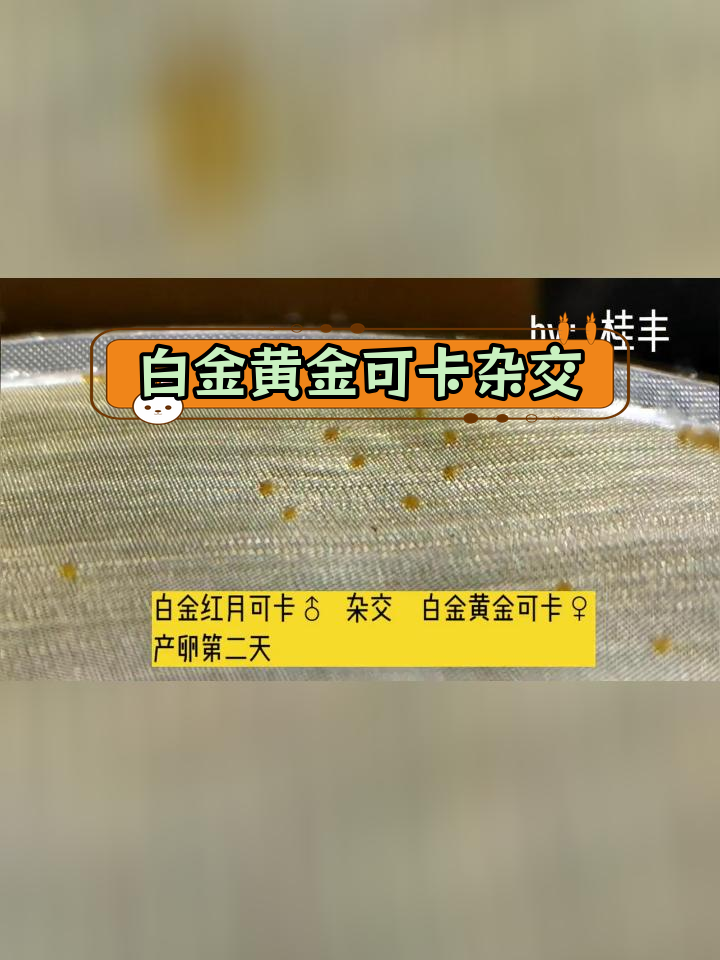白金红月与黄金可卡杂交,打造独特观赏鱼
